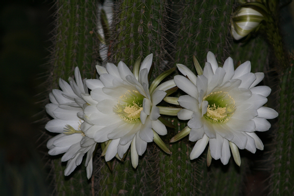 IMG_1052