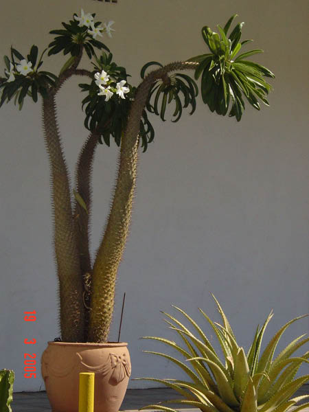 DSC00992