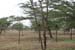 Die Natur bei Marsabit
