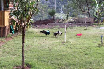 Panorama Hotel Garten