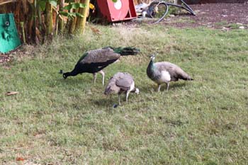Sogar Pfauen sind da