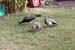 Sogar Pfauen sind da