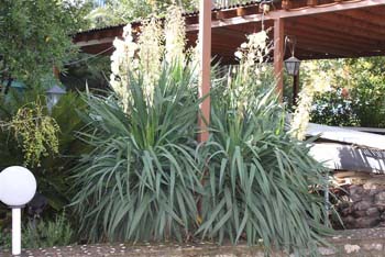 Wunderschöne Yuccas in voller Blüte