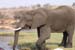 2.1 So ein Elefant aus 5 Meter entfernung ist schon gewaltig