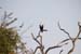 3. Der Seeadler hält Ausschau nach einem Leckerbissen