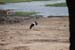 9. Im Chobe Nationalpark leben über 400 verschiedene Vögel