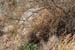 3. Die Schildkröte lief gemütlich über die Strasse um sich anschliessend im Gestrüpp zu verstecken