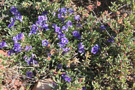 6. Frühlingserwachen in blau
