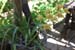 3. Orchideen im Garten Denis und Leon