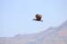 15. Der Vogel kämpft gegen den Wind